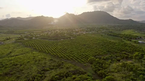 Aerial sunset view over vast mango farm - green landscape in the tropics Stock Footage 161222798