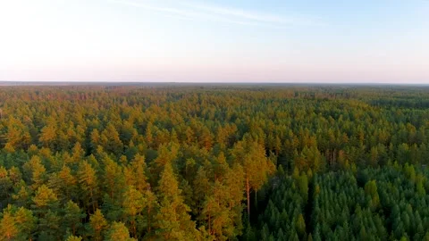 Aerial sunset view of pine forest on a summer evening. 스톡 동영상 290997071