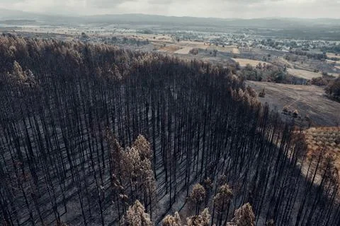 Aerial of surface covered with trees affected by the fire. Stock Photos