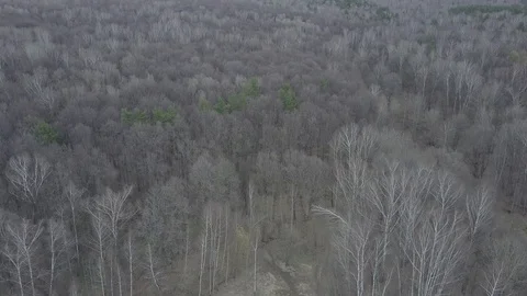 Aerial Surver Over Early Spring Forest. Stock Footage