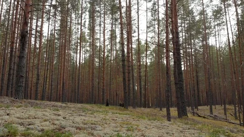 Aerial survey from a drone of a forest Stock Footage 116373370
