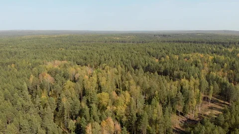 Aerial survey from a drone of a forest of pine and colorful trees Stock Footage 116381006