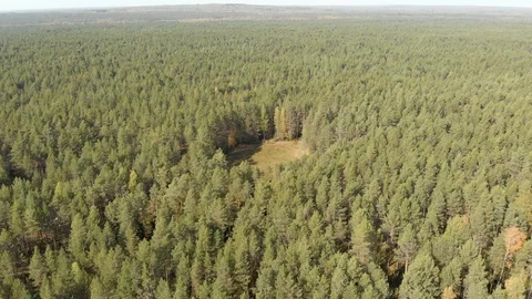 Aerial survey from a drone of a forest of pine and colorful trees Stock Footage 116381015