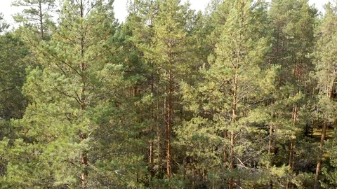 Aerial survey from a drone of a forest of pine and colorful trees Stock Footage 116381189