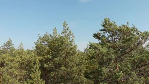 Aerial survey from a drone of a forest of pine and colorful trees Stock Footage 116381464