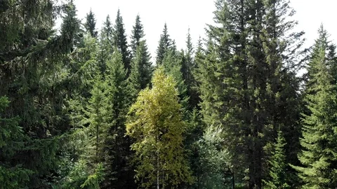 Aerial survey from a drone of a forest of pine and colorful trees Stock Footage 116760903