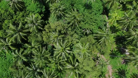 Aerial Survey From A Drone Over The Surface Of The palms Trees Stock Footage