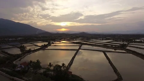 Aerial survey rice fields at sunset in Asia Stock Footage 79505989