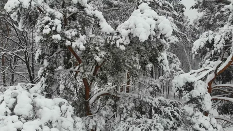 Aerial survey of winter forest Stock Footage 99809290