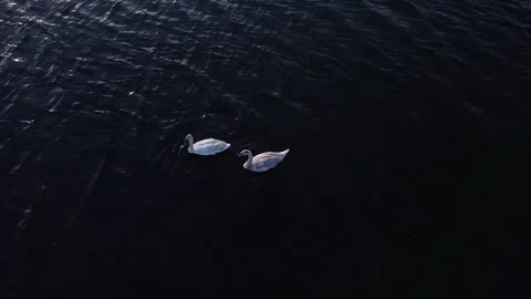 Aerial - Swan Lake Video stock 150282900