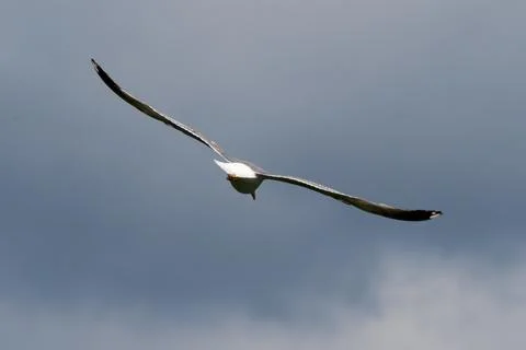 Aerial Symphony: Flight Elegance Stock Photos