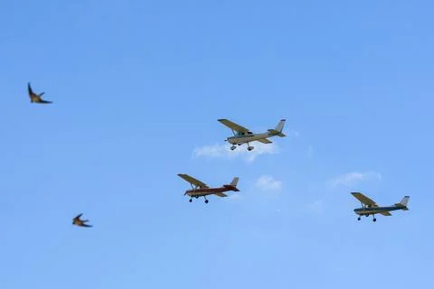 Aerial Symphony: Flight Elegance Stock Photos