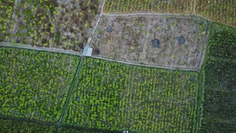 Aerial Symphony Over Corn and Vegetable Fields Stock Footage 259537803