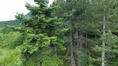 Aerial taking off In front of pine trees lift towards Orliakas mountain Greve Stock Footage 98603375