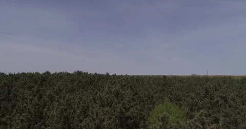Aerial Tall Pine Trees Summertime Video stock 76468159