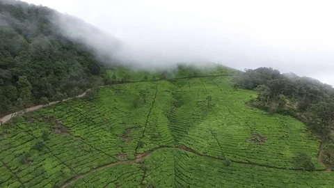Aerial Tea Field Stock Footage 100333531