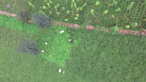 Aerial tea plantation workers hand harvesting fresh leaves on terraced hillside Stock Footage 339547361
