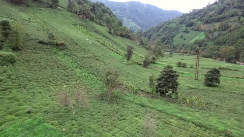 Aerial tea plantation workers hand harvesting fresh - Agrarian and Agribusiness Stock Footage 339548950