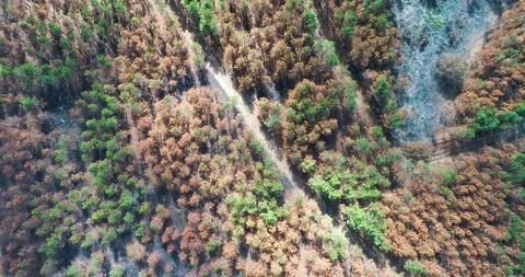 Aerial texture of burnt pine forest The Concept of Loss Stock Footage 323564654