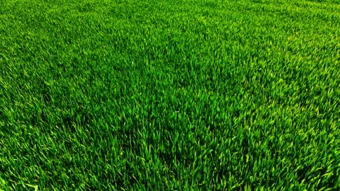 Aerial texture of dense green wheat crop, Bulgaria Stock Footage 339010758