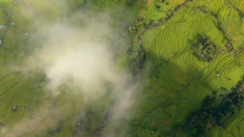 Aerial texture of rice terraces behind clouds in Bali Stock Footage 340968517