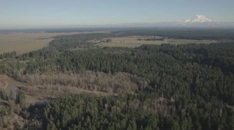 AERIAL OF THICK FOREST AND RIVER WITH MOUNTAIN IN BACKGROUND Stock Footage 53346705