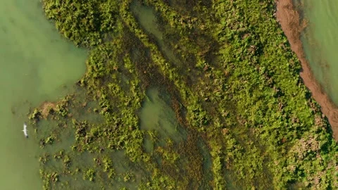 Aerial Third Eye View Shot of Green Wet Meadow Island With Bird Crossing It. Stock Footage 250269468