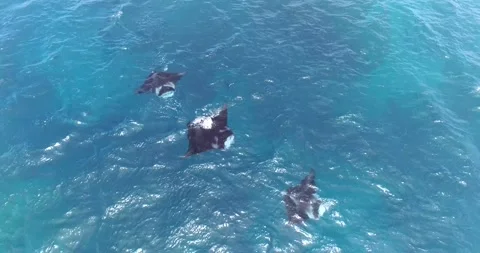 Aerial of three manta rays, Manta alfredi, feeding. Stock Footage 141556066