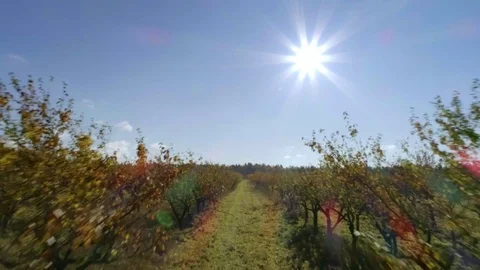 Aerial through apple tree field looking down on the orchard Stock Footage 82118478