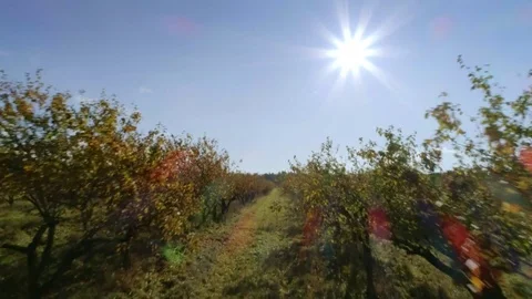Aerial through apple tree field looking into the sun Stock Footage 82119228