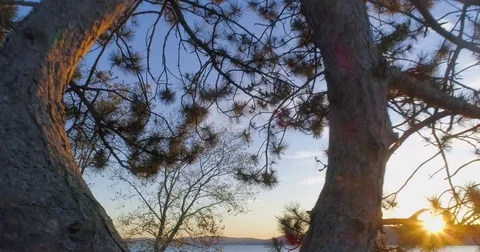 Aerial Through Pine Tree With Golden Sun Shining Stock Footage 83793890