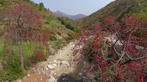 Aerial through tree over rural Nepali valley Stock Footage 65769634