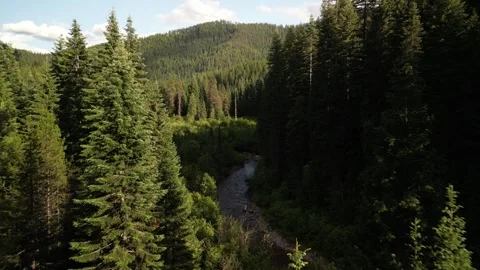 Aerial through trees above Loop Creek in northern Idaho mountains Stock Footage 278553631