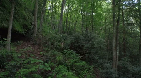 Aerial Thru Trees in Red River Gorge, Daniel Boone Forrest, Appalachia Video stock 64278043