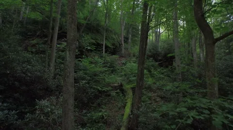 Aerial Thru Trees in Red River Gorge, Daniel Boone Forrest, Appalachia Stock Footage 64278481