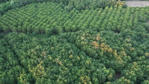 Aerial tidy trees Stock Footage 201546841
