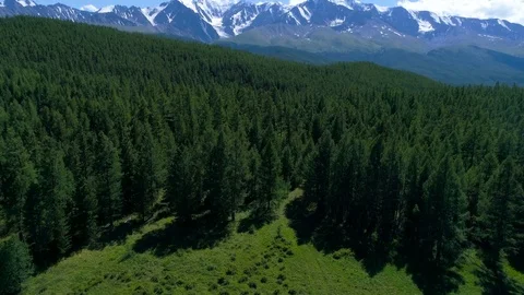 Aerial - Tilt up from cows pasturing on green field to scenic Alpine mountains Stock Footage 77870853