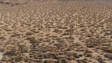 Aerial tilt down up on empty sunny hillside plain with Joshua palm tree yucca Stock Footage 211248387