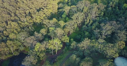 Aerial tilt down of greet tree tops in NSW South Coast Stock Footage 98271065