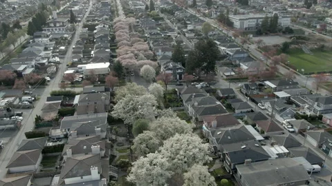 Aerial tilt down over cherry blossom lines streets and homes Video stock 135997948