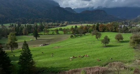 Aerial Tilt Down Over Cows Grazing Green Alpine Meadow Near Bled Slovenia Stock Footage 333203770