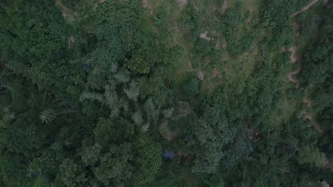 Aerial tilt down pan around shot of a green trees Stock Footage 109546016