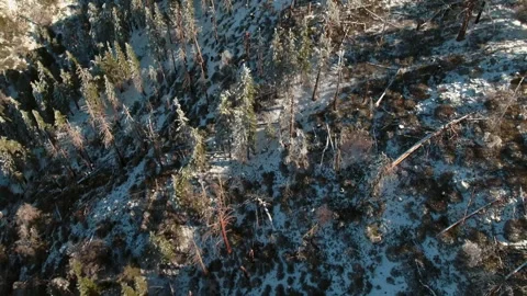 Aerial Tilt Down Shot Of Trees On Mountains With Snow Against Sky - Big Bear Stock Footage 254050239