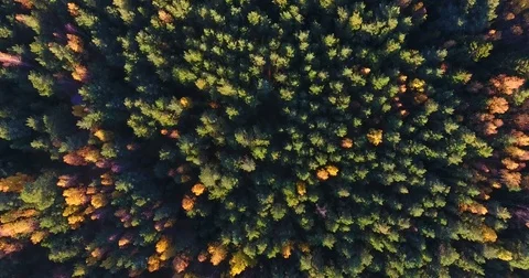 AERIAL: Tilt down from the sky to the depth of the forest Stock-Footage 81324168