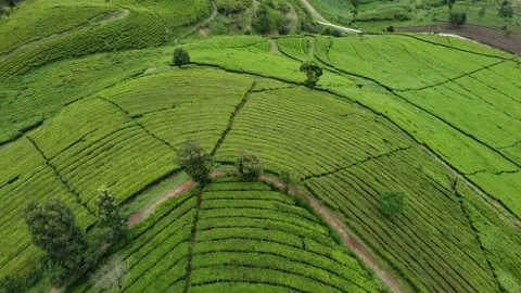 Aerial Tilt-Down View of a Lush Tea Plantation Landscape in Indonesia Stockbeeldmateriaal 331360381