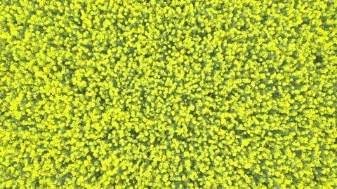 Aerial tilt down view of rapeseed fields Stock Footage 132083762