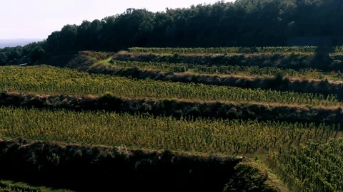 Aerial tilt down view of a vineyard on mount Etna in Sicily 動画素材 118947460