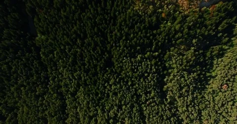 Aerial tilt up from drone at tree forest Stock Footage 75167722