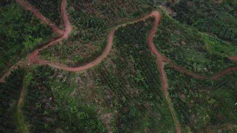 Aerial Tilt of Natural Roadways on Organic Coffee Farm Stock Footage