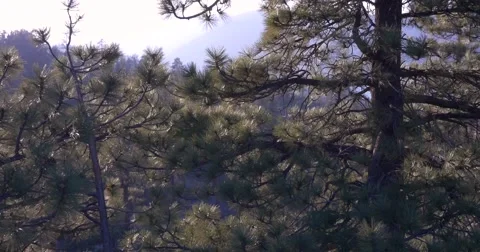 Aerial tilt of Pine trees Stock Footage 49565008